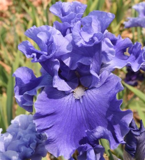 Adriatic Waves DSC_0181 upr